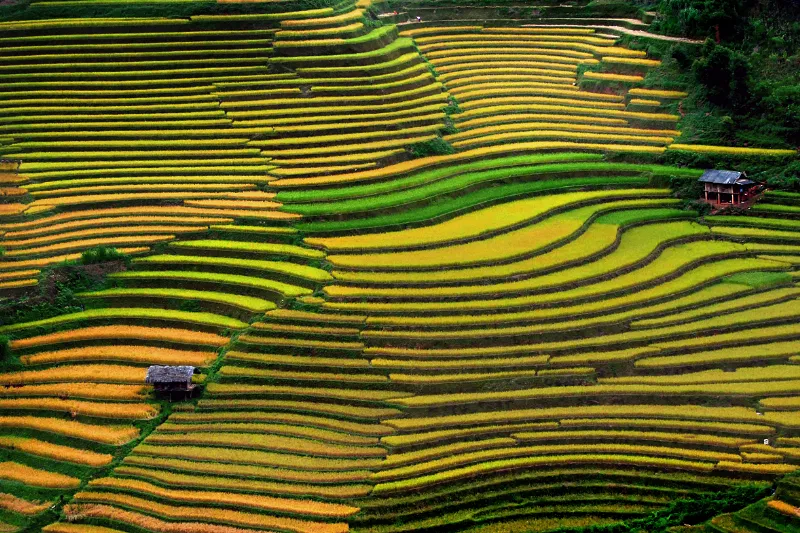 6. Ruộng bậc thang, Việt Nam