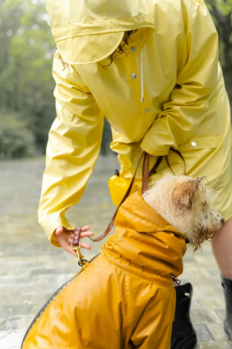 Free Person in Yellow Jacket Carrying Brown Long Coated Dog Stock Photo